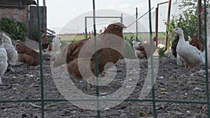 Hens and roosters are walking in the henhouse on the farm