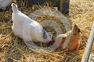 hens searching to eat worms and insects in straw