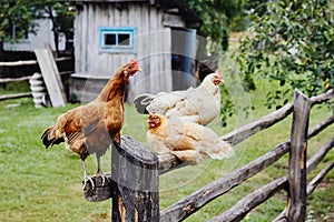 Hens sitting on fence in farm