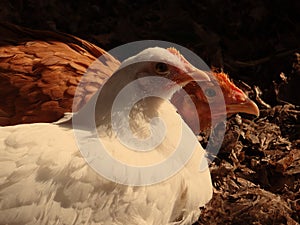 Hens in the sun.