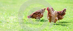 Free and happy hens banner photo