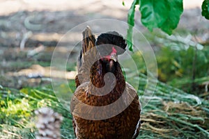 Hens of various breeds in the village on the nature