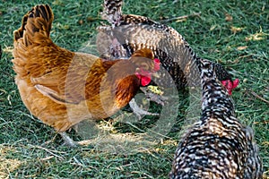 Hens of various breeds in the village on the nature