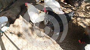 Hens in village coop eating grain from the ground