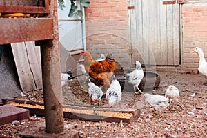hens walking around the yard, barnyard on a farm for breeding poultry