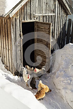 Hens beside wooden henhouse at winter day