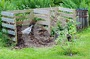 Hens working in the garden compost