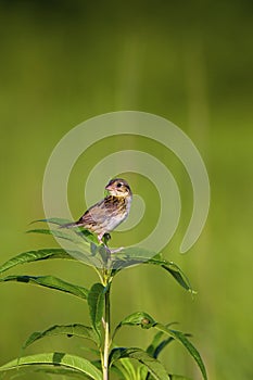 Henslow's Sparrow Immature    806022