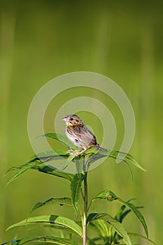 Henslow's Sparrow Immature    806029