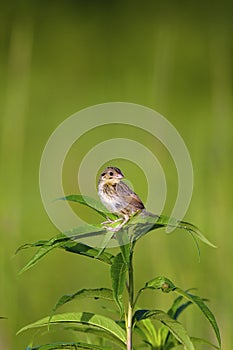 Henslow's Sparrow Immature    806033