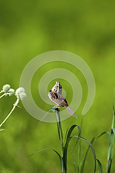 Henslow`s Sparrow Sings  806081