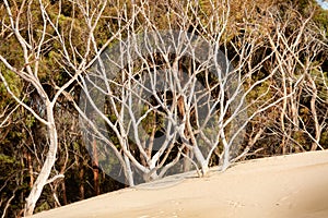 Henty Sand Dunes Tasmania