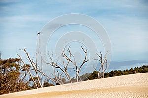 Henty Sand Dunes Tasmania