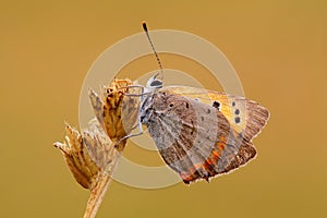 Heodes virgaureae L.