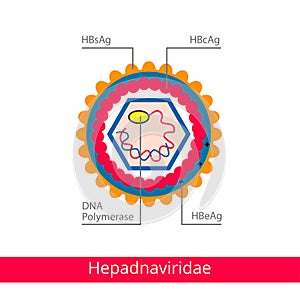 Hepadnaviridae. Classification of viruses. photo