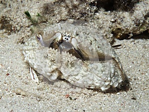 Hepatic box crab photo