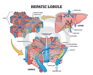 Hepatic lobule anatomy with anatomic liver unit structure outline diagram photo