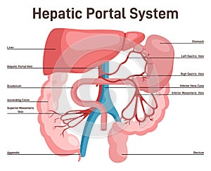 Hepatic portal system. Anatomy of human liver and blood vessels photo
