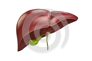 Hepatic system organ and digestive gallbladder