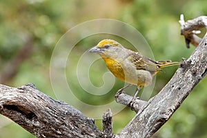 Hepatic Tanager photo