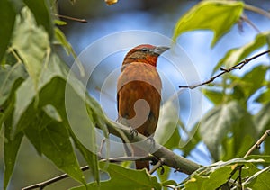 Hepatic Tanager in Arizona Forest