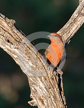 Hepatic Tanager found in Arizona