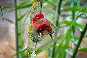 Hepatic tanager, Piranga flava, in a shrub photo