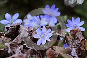 Hepatica