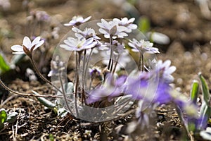 Hepatica asiatica