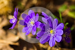 Hepatica, first spring flowers