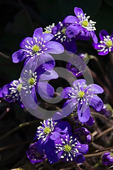 Hepatica flowers