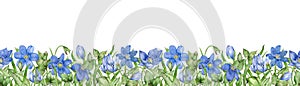 Hepatica flowers header. Hand drawn watercolor illustration. Spring blue flower banner. photo