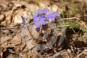 Hepatica in forest