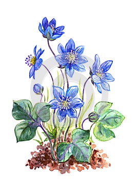 Hepatica, liver-leaf or royal coppice watercolor botanical illustration