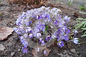 Hepatica, liverleaf or liverwort is a genus of herbaceous perennials in the buttercup family. Bisexual flowers with pink photo