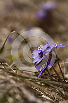 Hepatica nobili