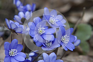Hepatica nobilis