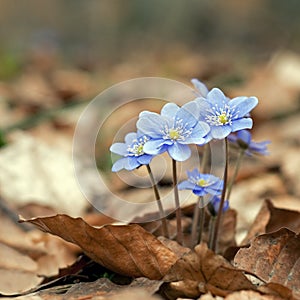 Hepatica nobilis