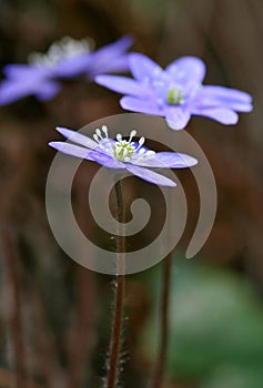 Hepatica nobilis