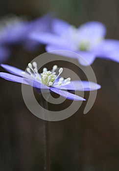 Hepatica Nobilis