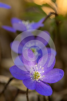 Hepatica Nobilis - blue spring flowers on the forest floor