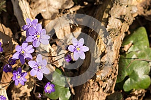 Hepatica nobilis