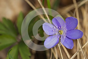 Hepatica nobilis