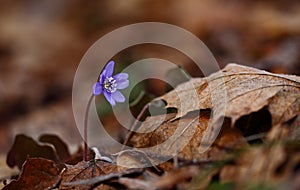 Hepatica nobilis - early spring beauties