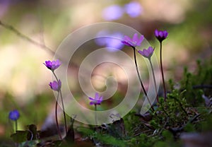 Hepatica nobilis - early spring beauties