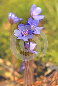 Hepatica nobilis flower