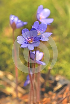 Hepatica nobilis flower photo