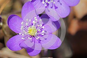 Hepatica Nobilis Flower