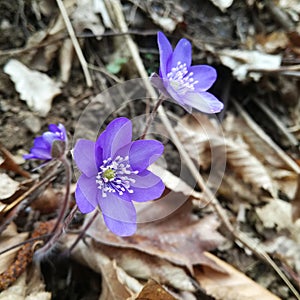 Hepatica nobilis flower