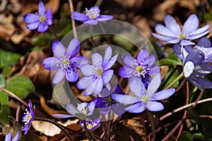 Hepatica nobilis flower in spring